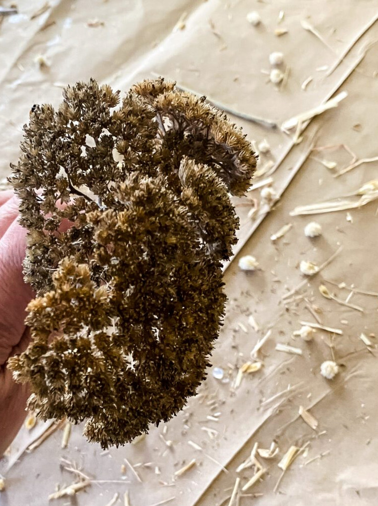 dried yarrow bunch