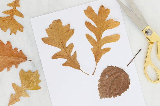 Removing stems from leaves for deer