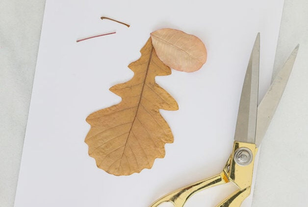 Cutting stems off leaves for hedgehog