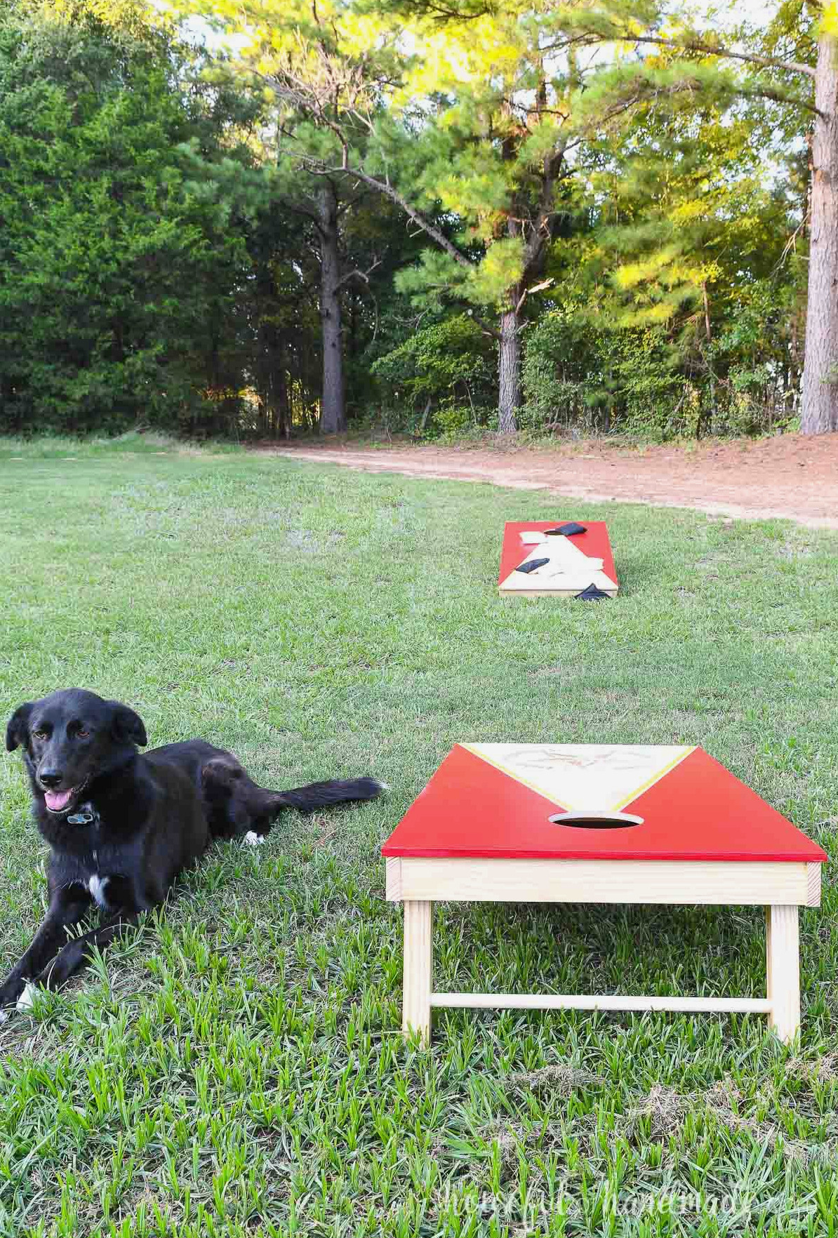 Two homemade cornhole boards resting on the lawn beside a black border collie.