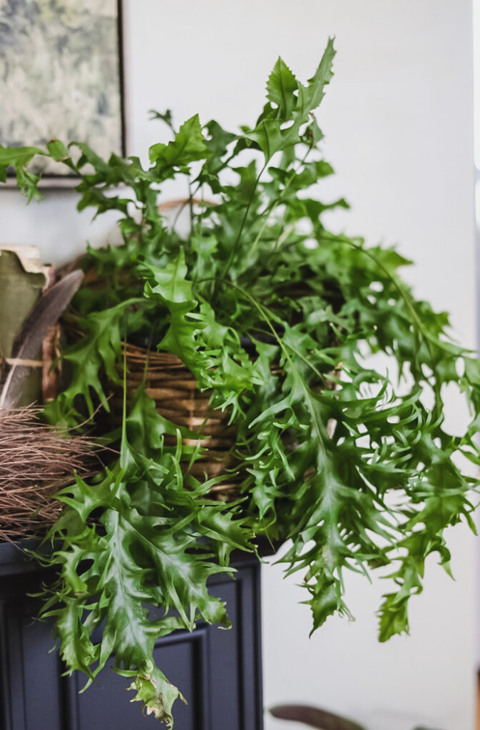 a green flowing houseplant