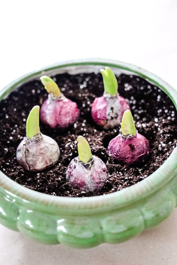 spring bulbs growing in pot