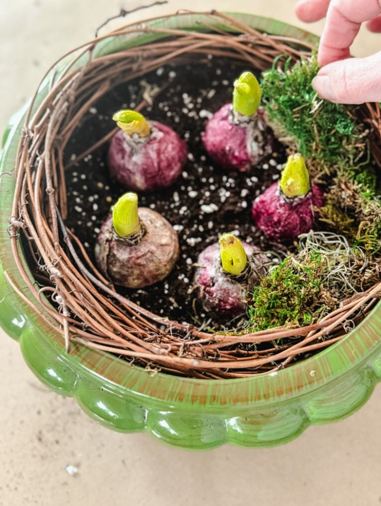 spring daffodil bulbs in planter