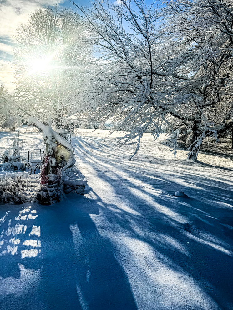 a yard with trees covered in snow