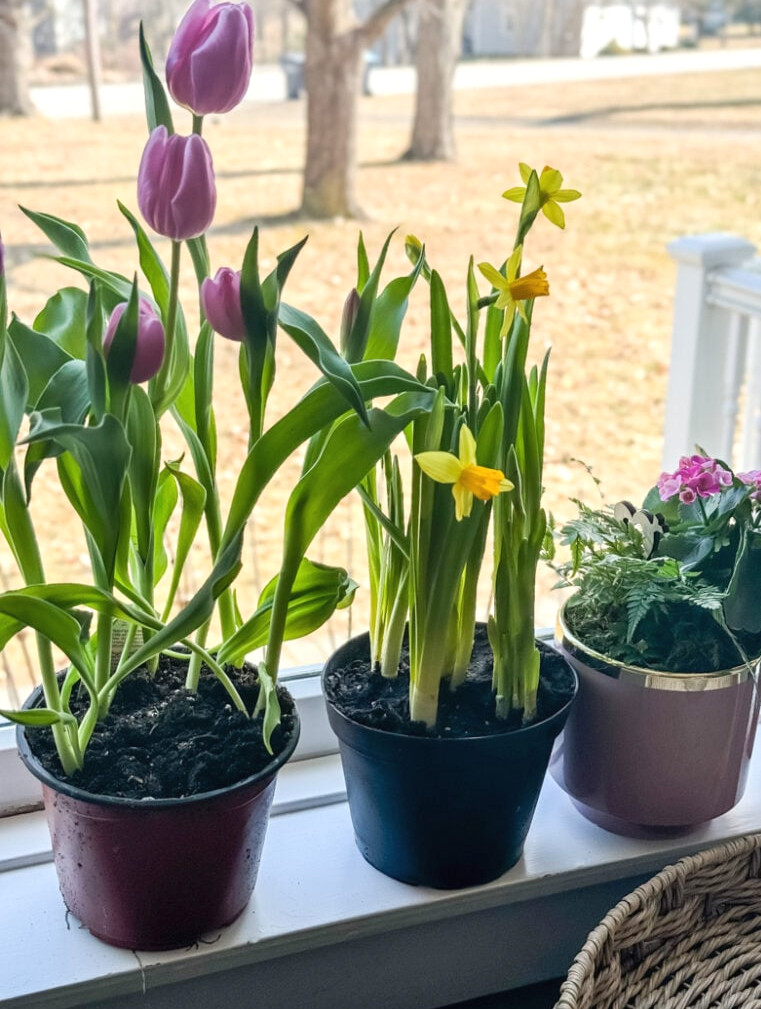 spring potted bulbs in window