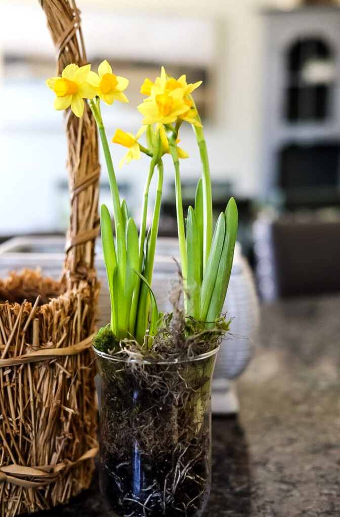 a small vase of mini daffodils