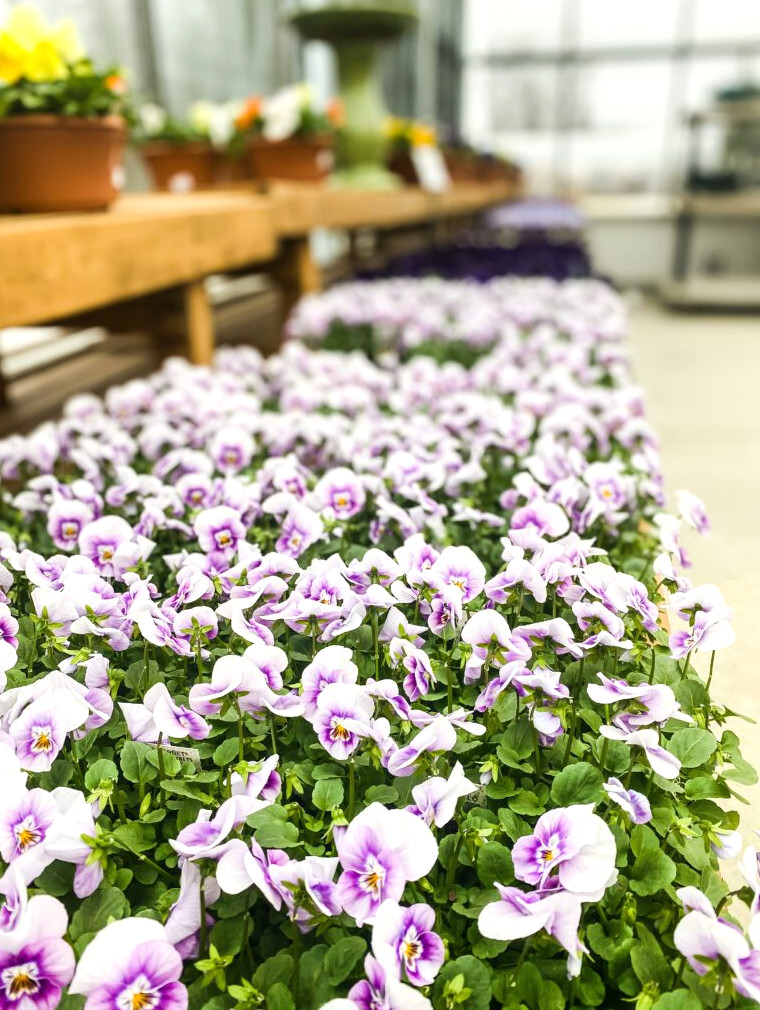 pansy flats
