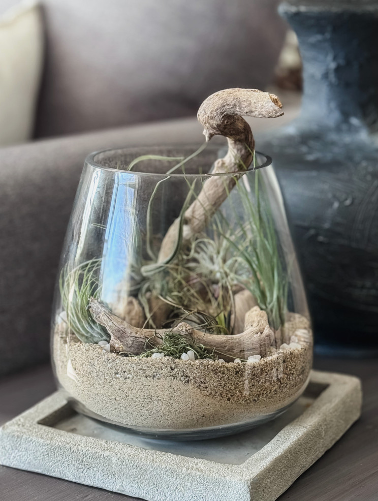 air plant terrarium