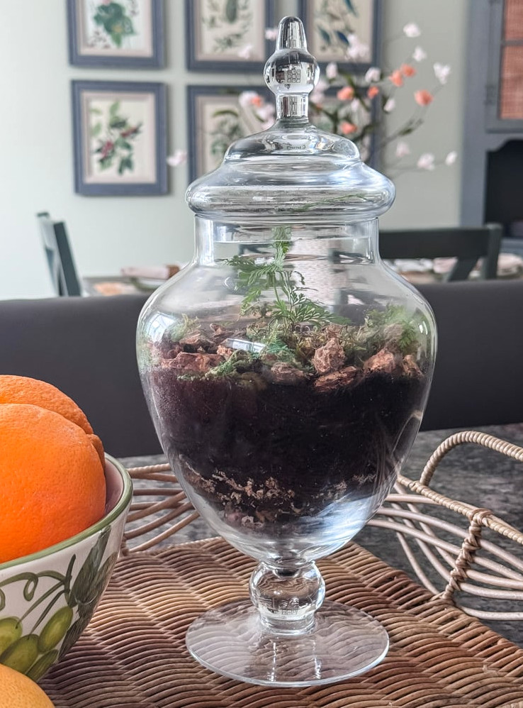 apothecary jar terrarium on wicker tray in kitchen