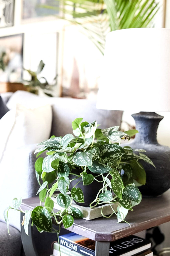 silver pothos on end table with black lamp