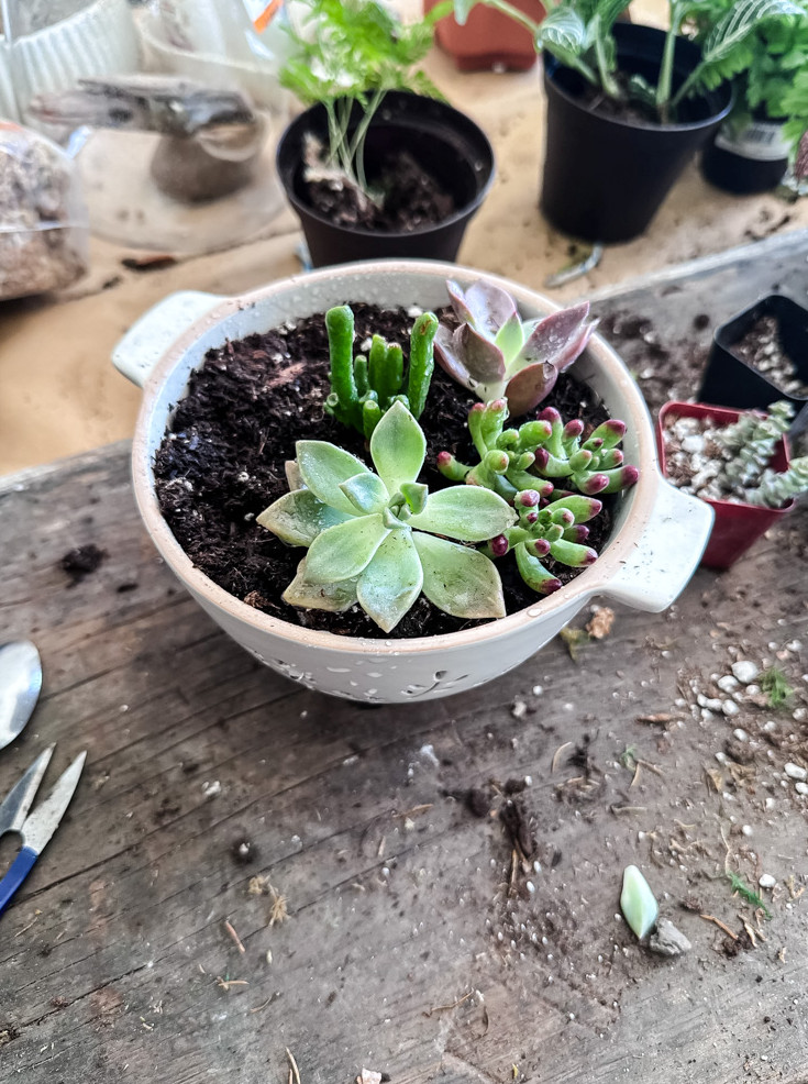 a small succulent planter in progress