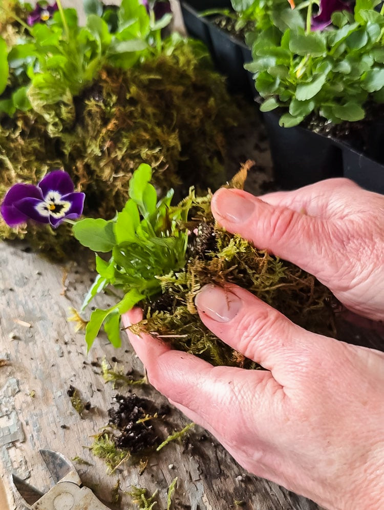 coving a pansy in moss.