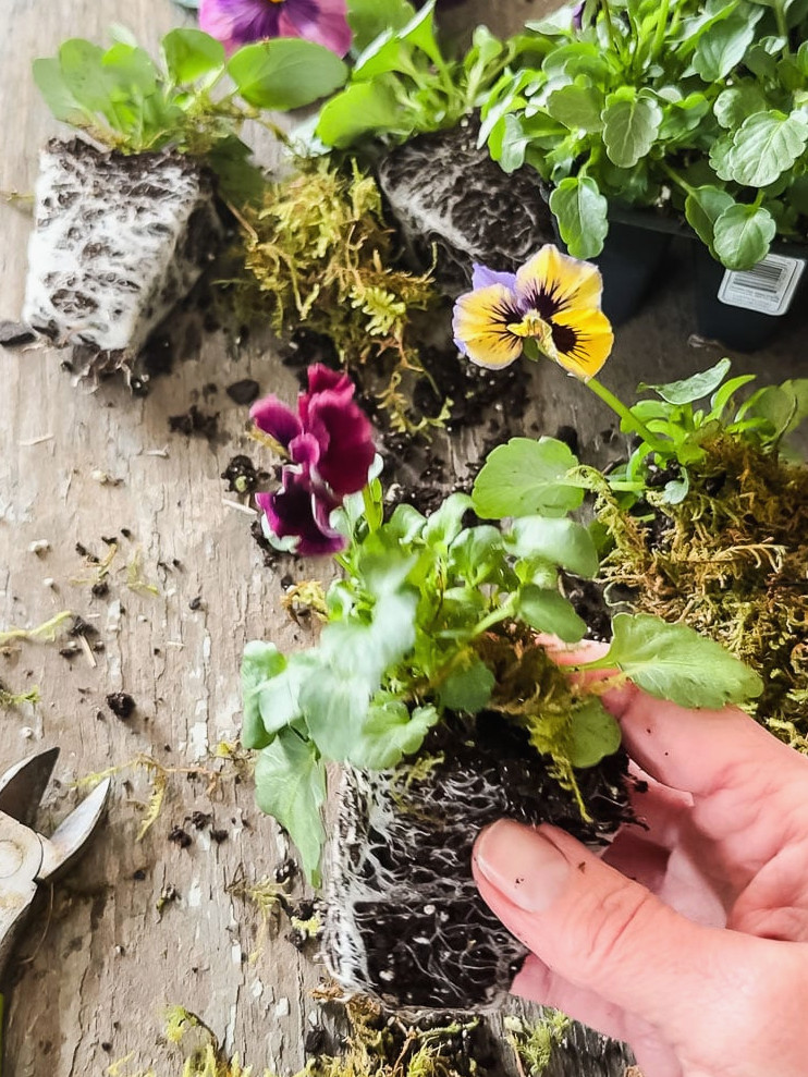 hand holding a pansy from a nursery pack