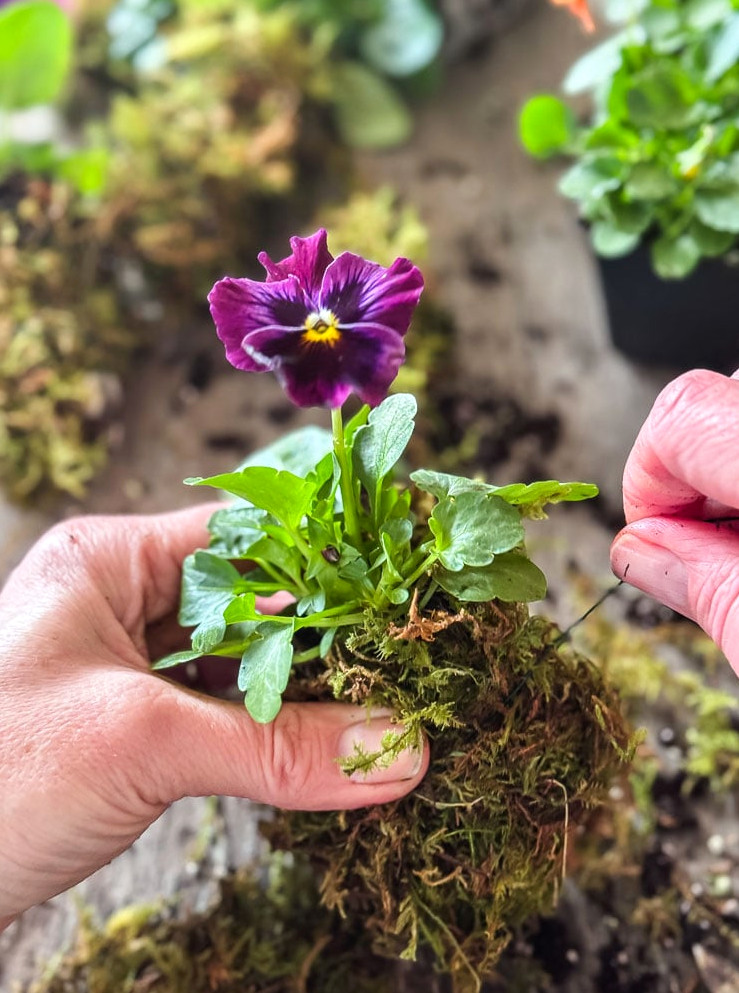 making moss bundles with pansies