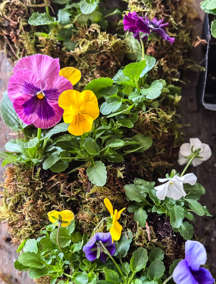 pansies wrapped in moss on a table