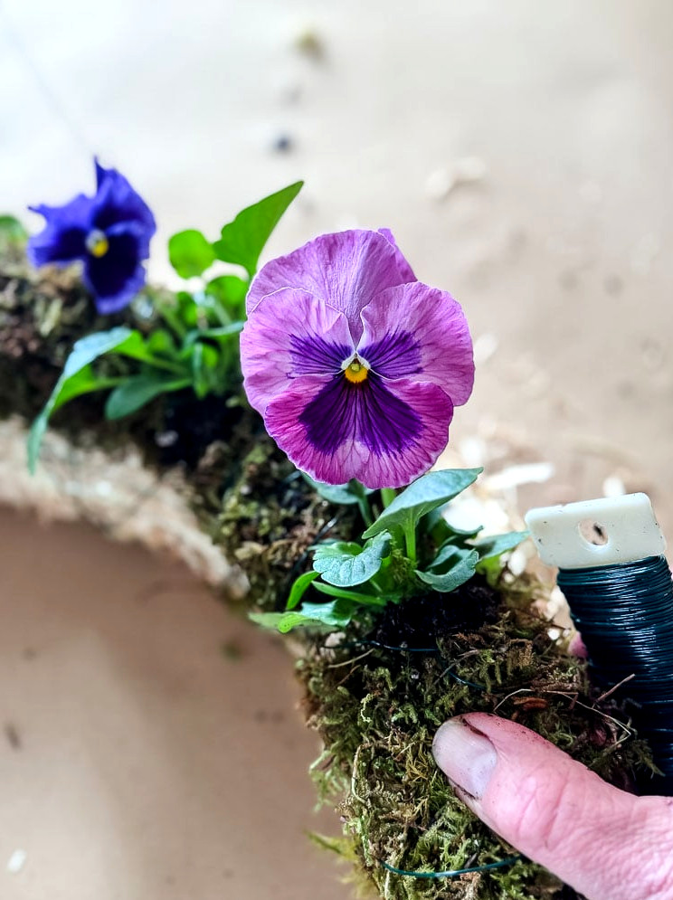 attaching pansies to a straw wreath