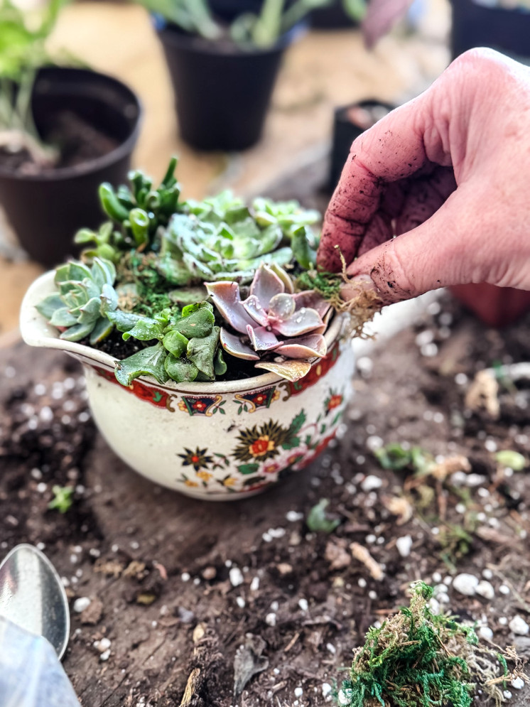 placing succulents in a china creamer to create a planter