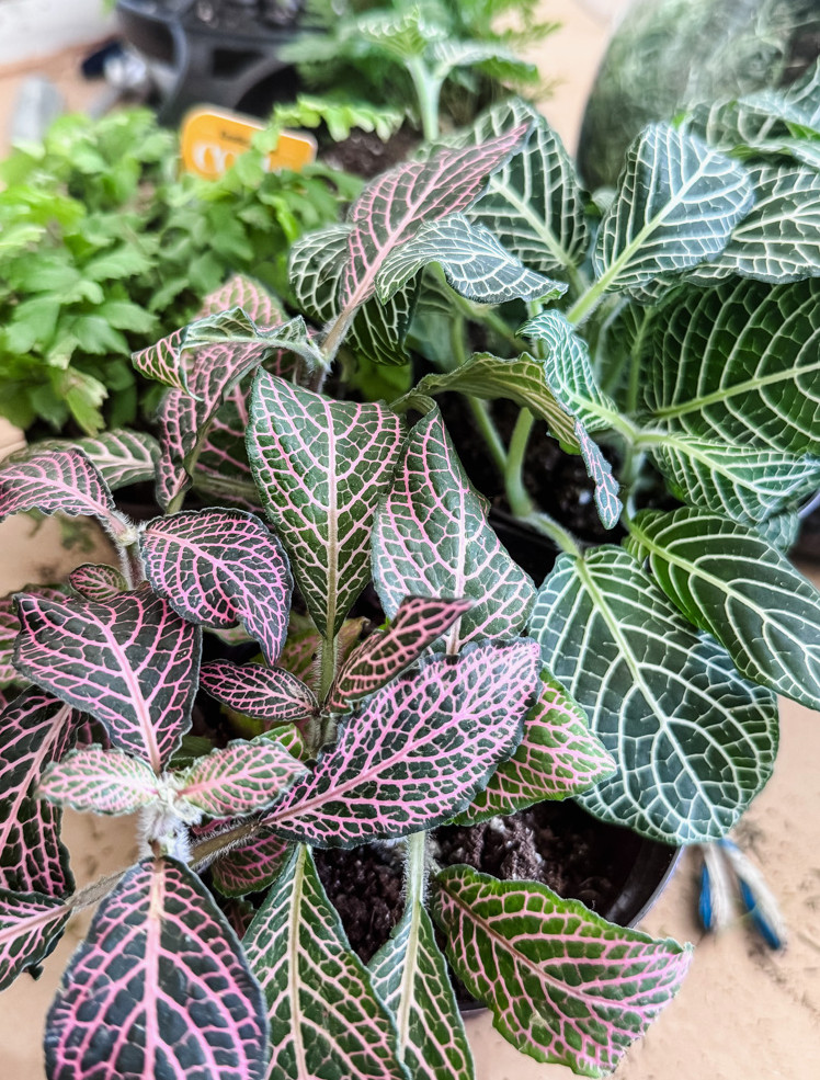 nerve plants