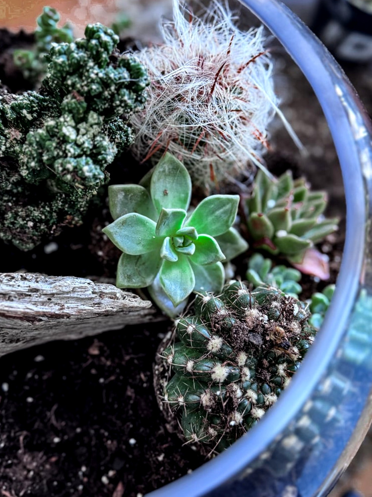 a view of succuents and cacti in a glass bowl