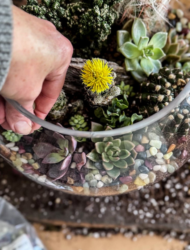 building a terrarium. A hand dropping pebbles in the bowl.