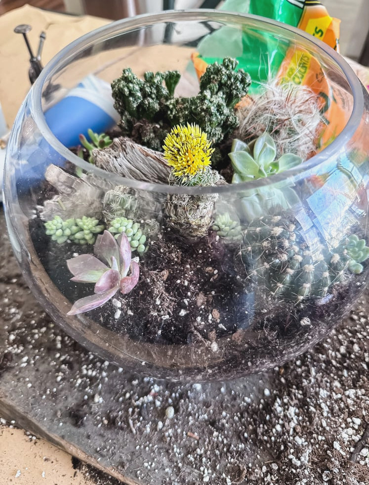 making a succulent and cacti terrarium