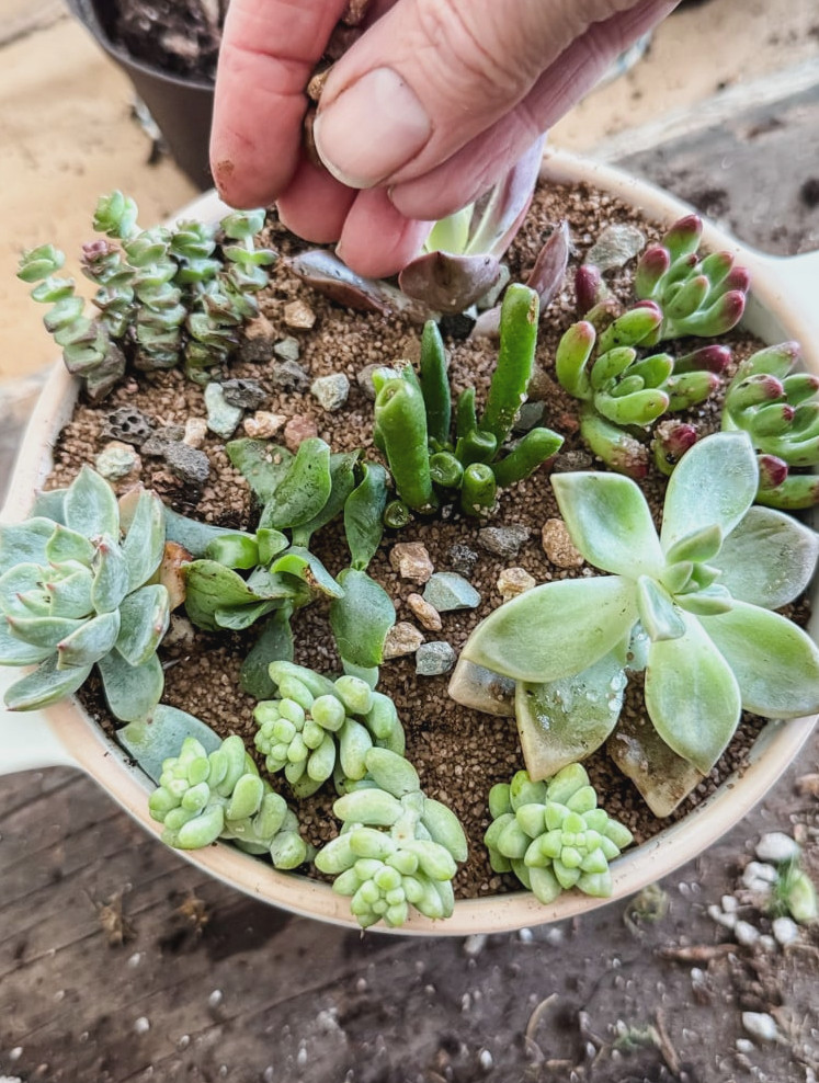 placing decorative pebbles in a succulent planter