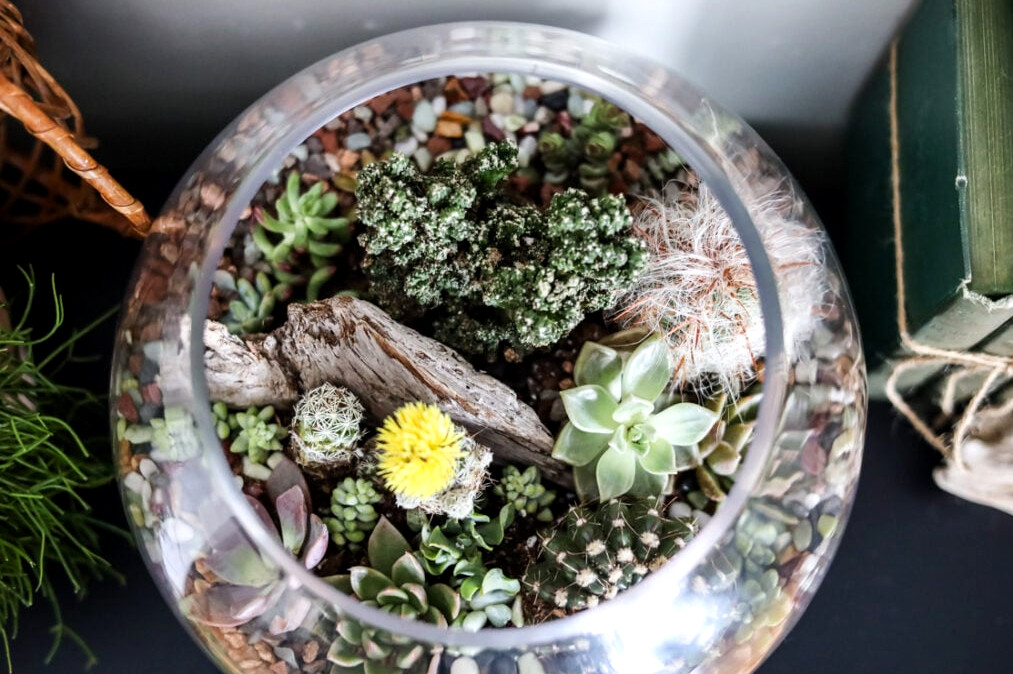 an overhead view of a terrarium with succulents and cacti