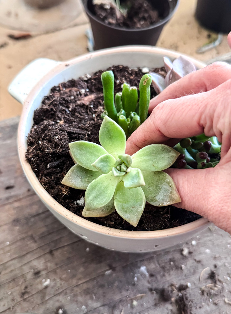 planting a succulent