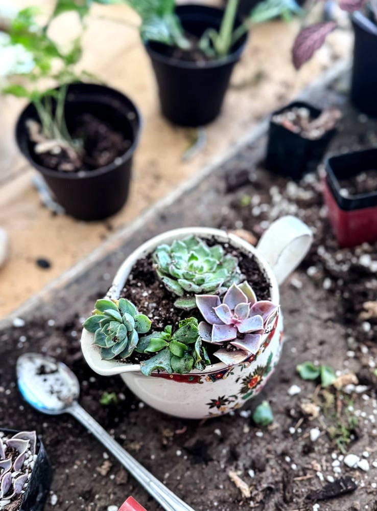 placing succulents in a china creamer to create a planter