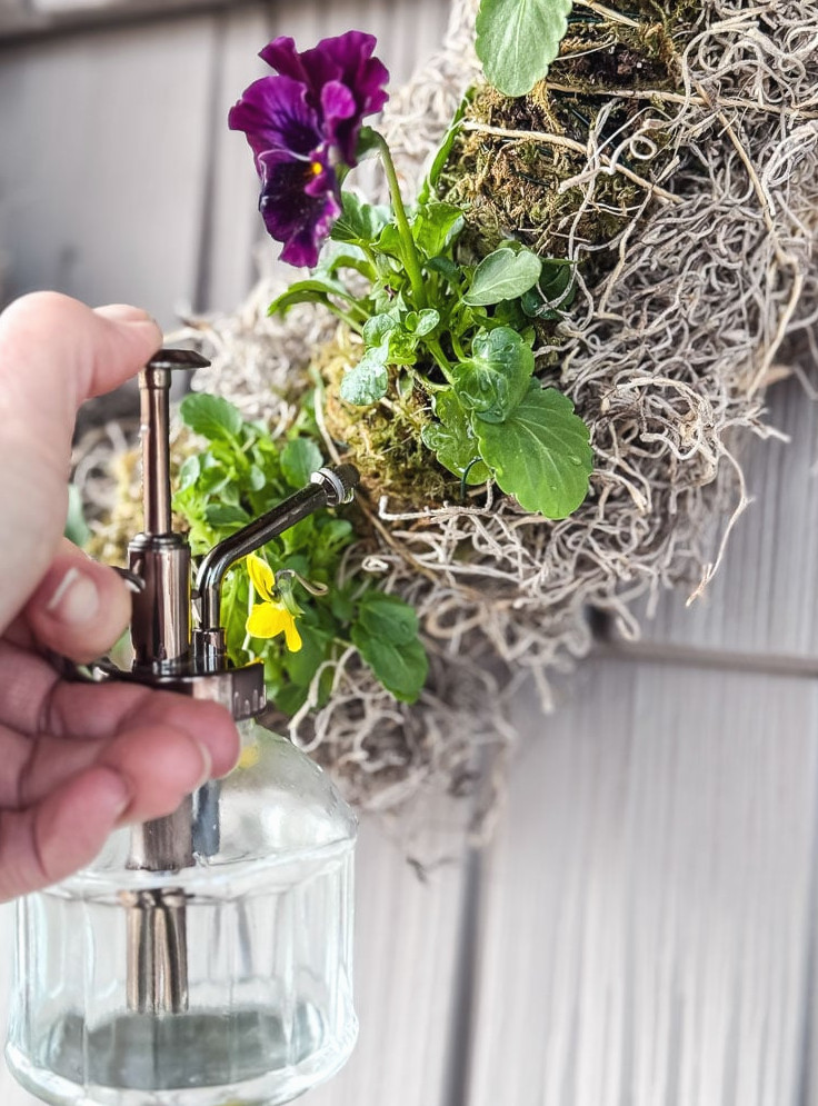 watering a pansy wreath