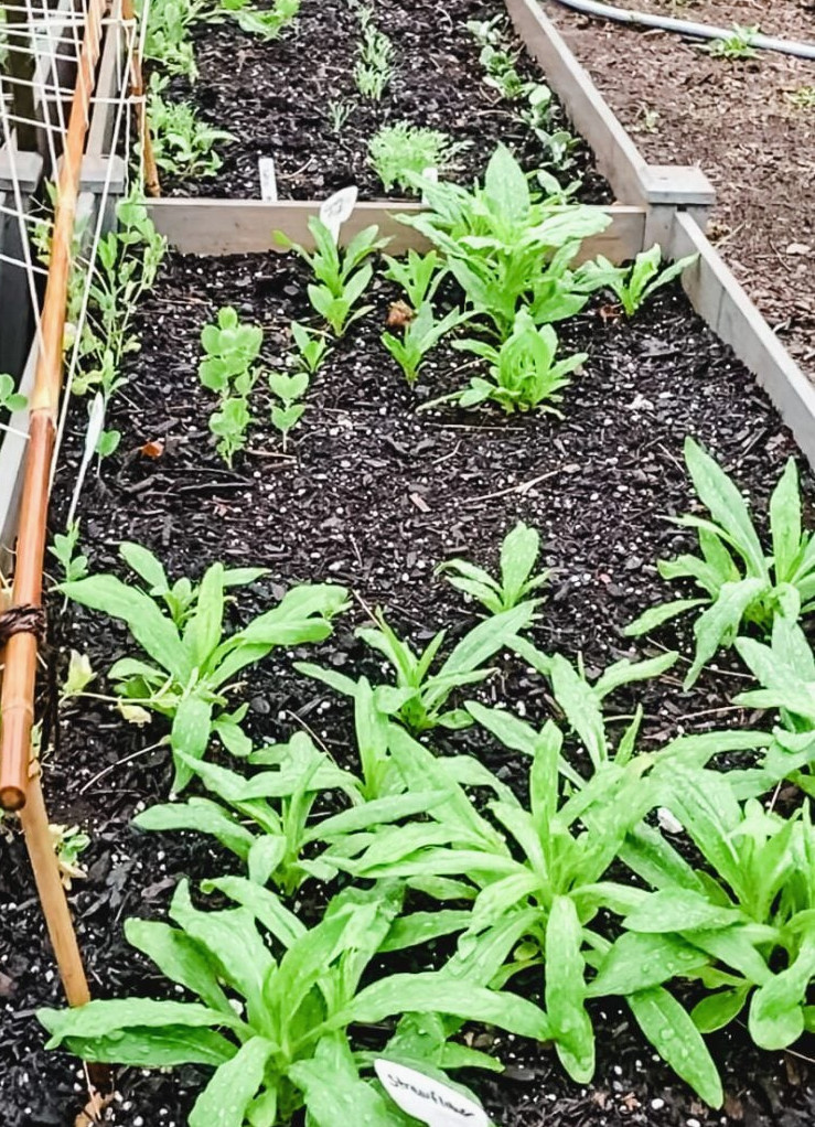 strawflowers growing in a cutting garden