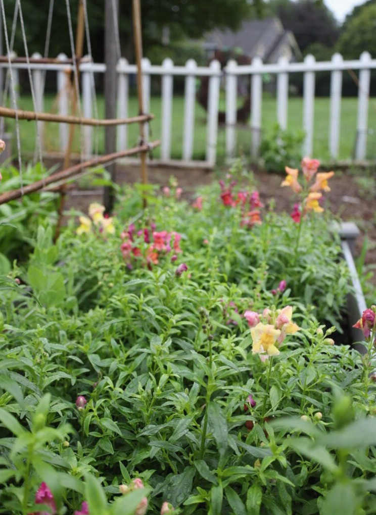 snapdragons in cutting garden