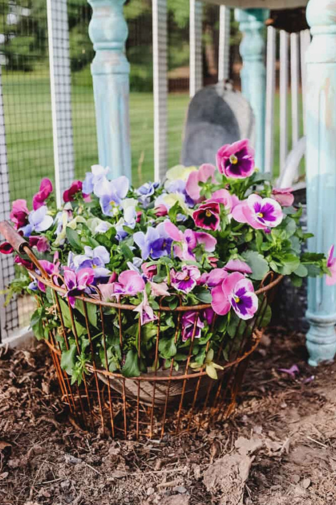 pansies in a vintage baskte
