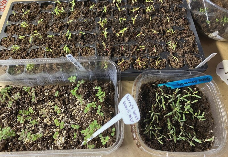 flower seeds growing indoors in containters