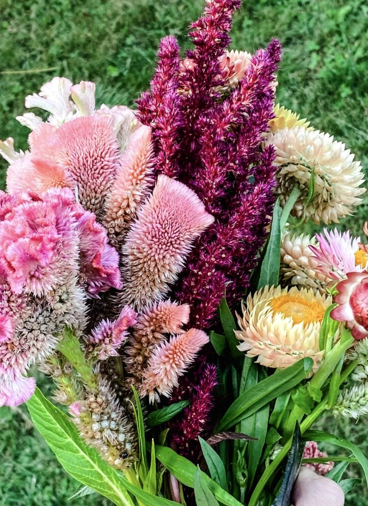 celosia and strawflower bouquet