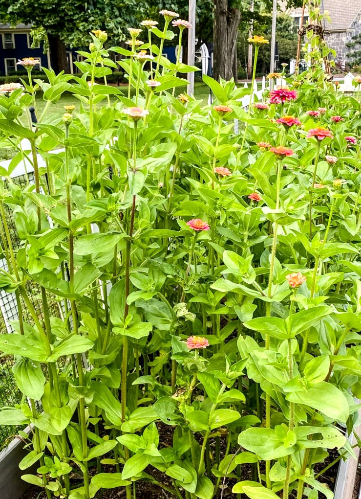 zinnias growing in a garden