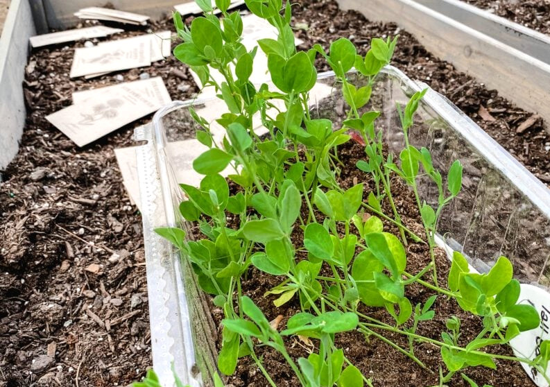 a tray of sweet peas going in the garden