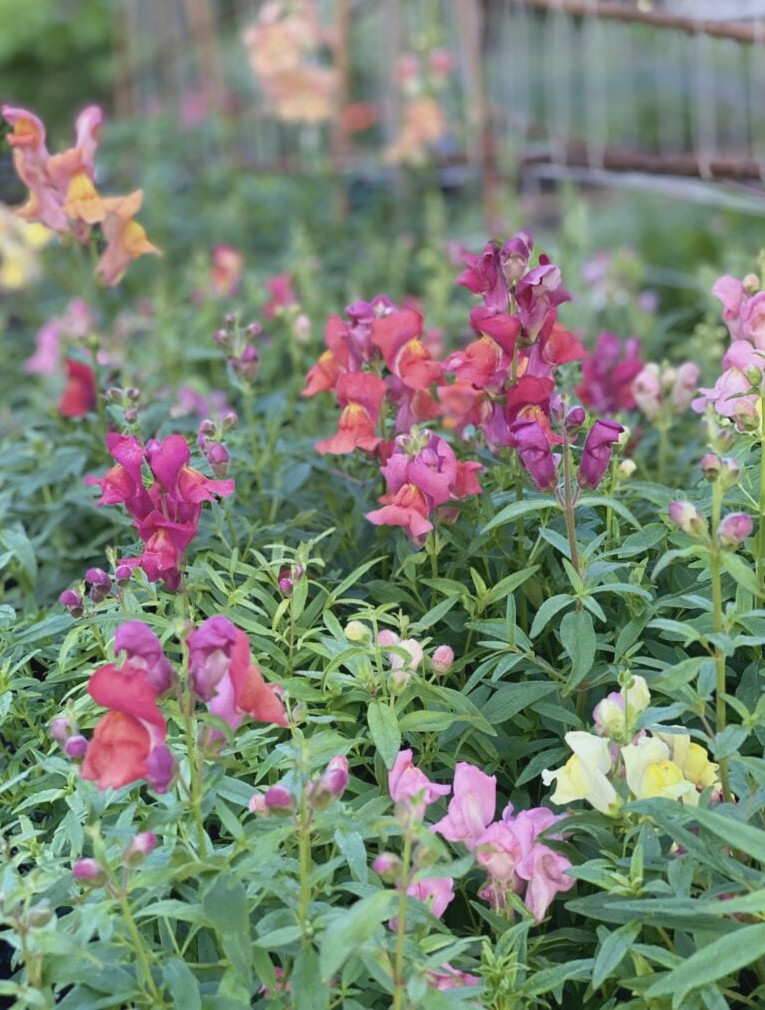 snapdragons blooming
