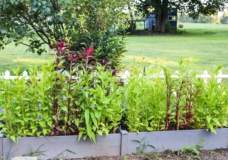 celosia and amaranth in cutting garden