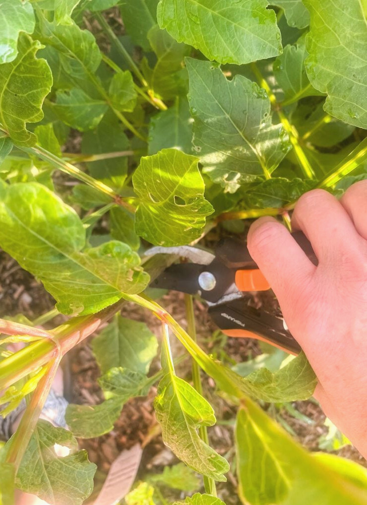 hard pinching dahlias