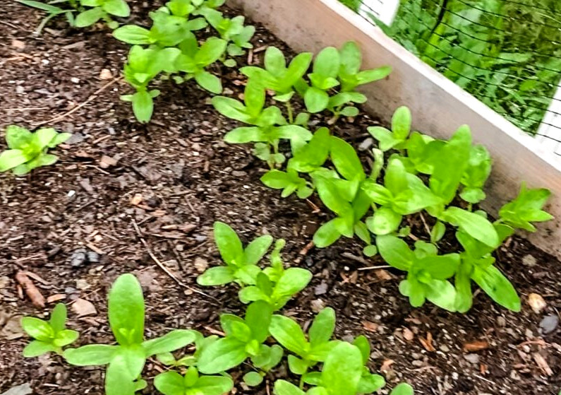 zinnias growing in a raised bed