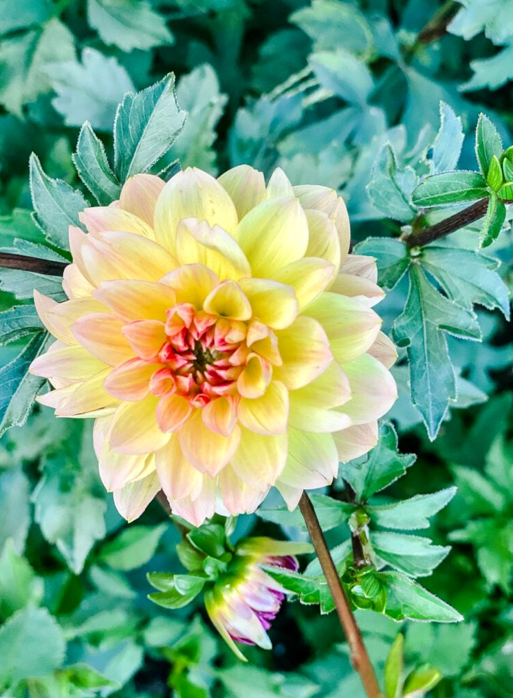 yellow dahlia