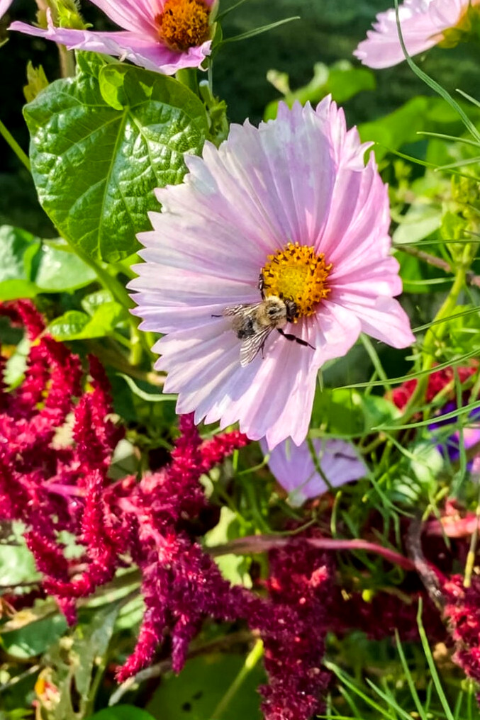 bumblebee on pink cosmos