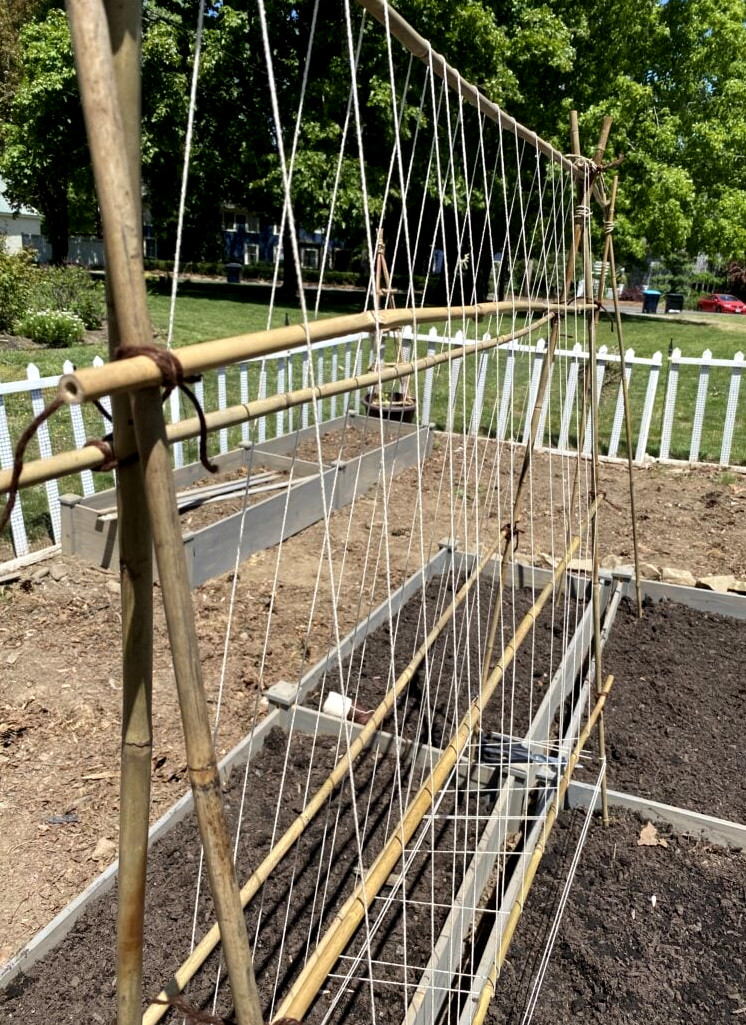 sweet pea trellis