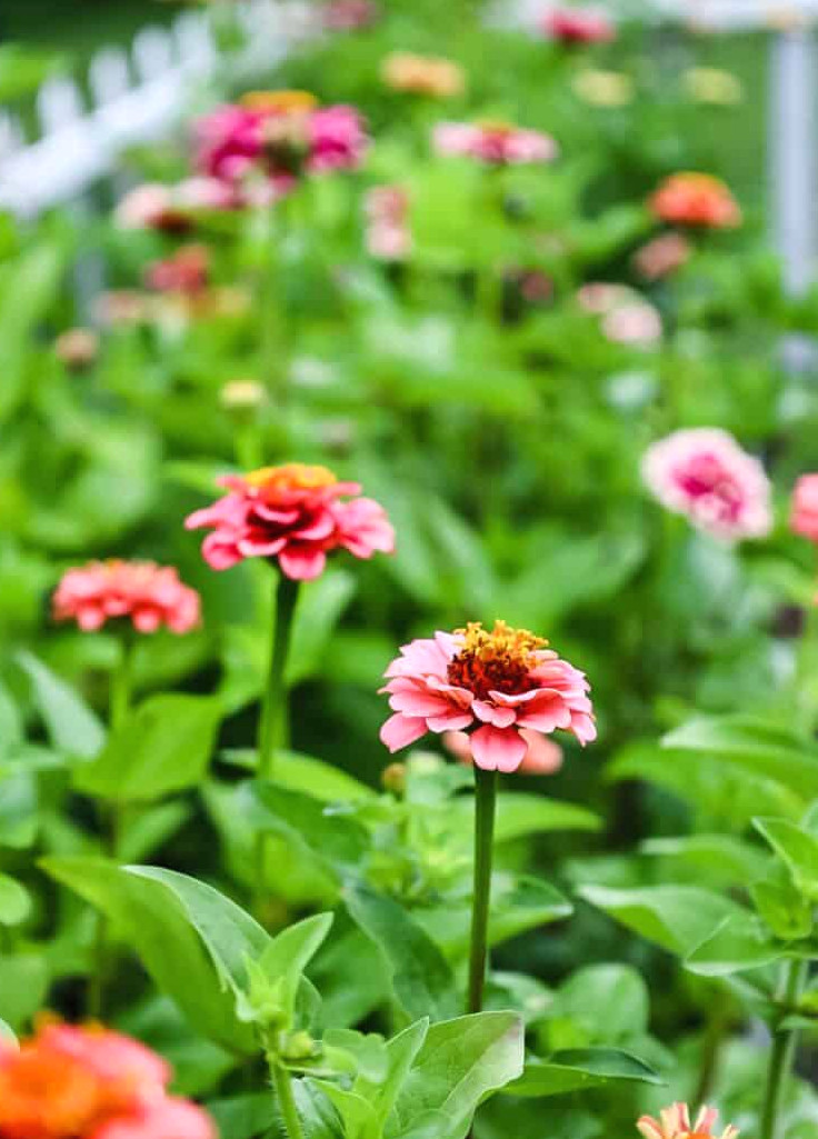 zinnias in a cutting garden