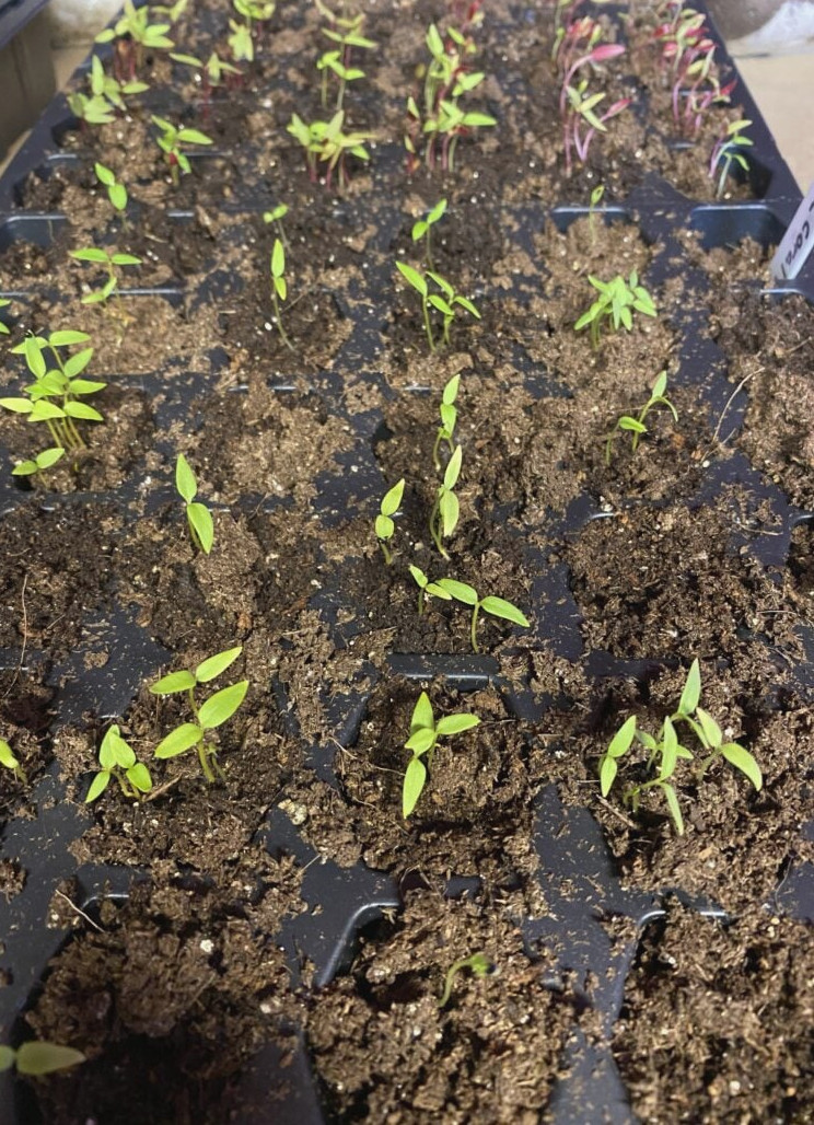 celosia seedlings in tray