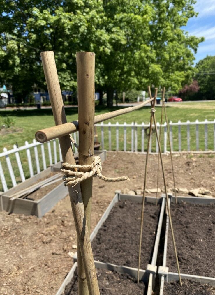 making a sweet pea trellis
