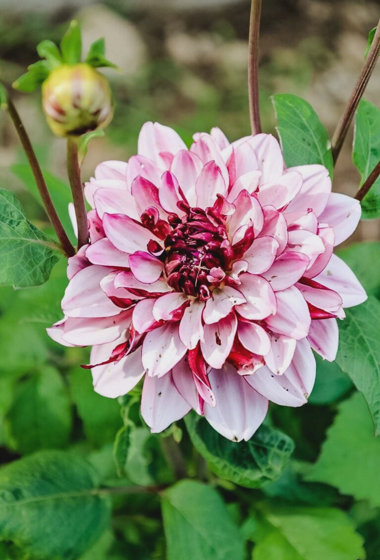dahlia blooming