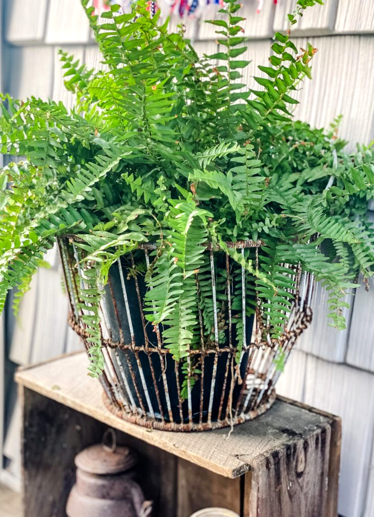 fern in basket on porch