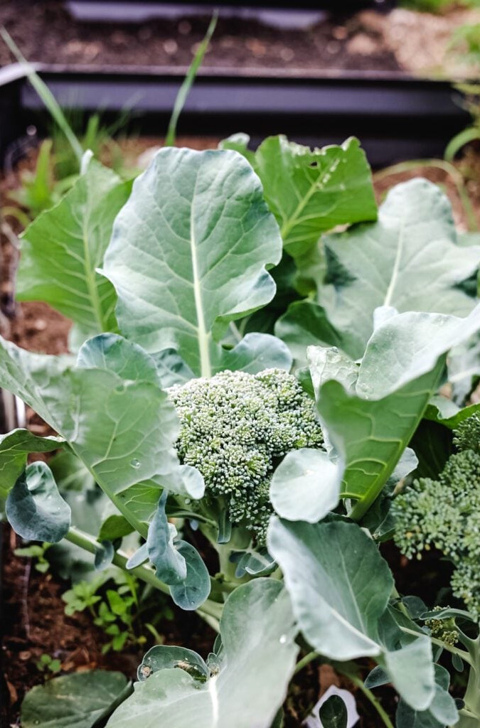 broccoli growing in the garden